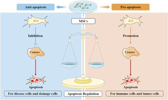 Ứng dụng tế bào gốc trung mô điều hoà quá trình apoptosis