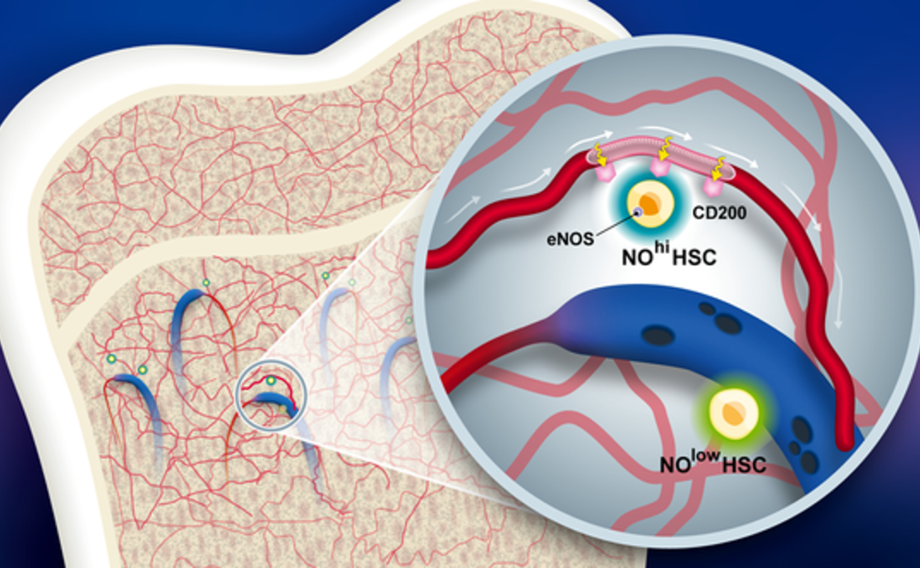 Các mạch máu chuyên biệt và nitric oxide được phát hiện là chìa khóa giúp tế bào gốc sống sót và né tránh miễn dịch