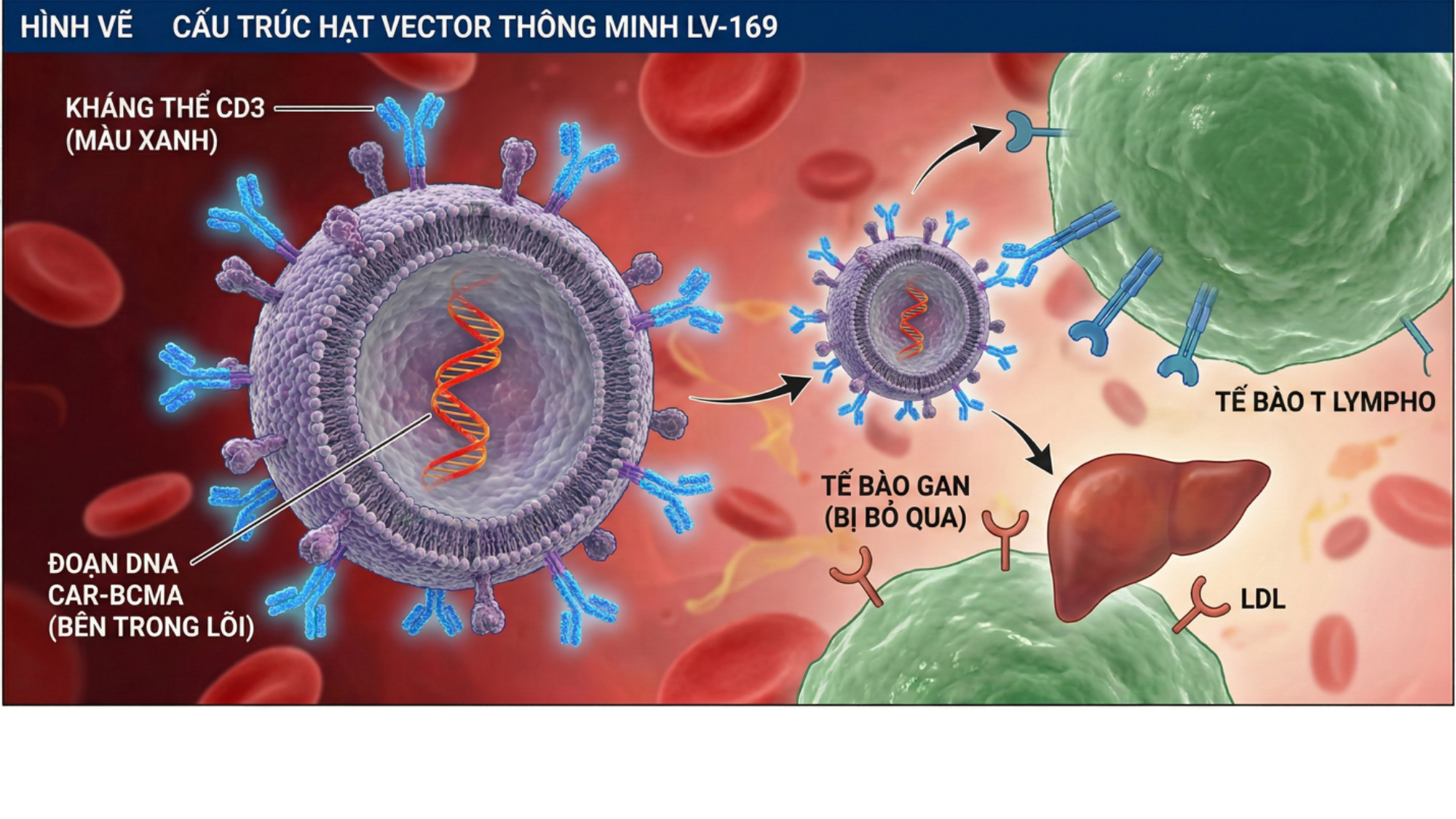 Hội nghị ASH 2025 và bình minh của liệu pháp In-vivo CAR-T: Chuyển dịch từ phòng thí nghiệm sang cơ thể bệnh nhân