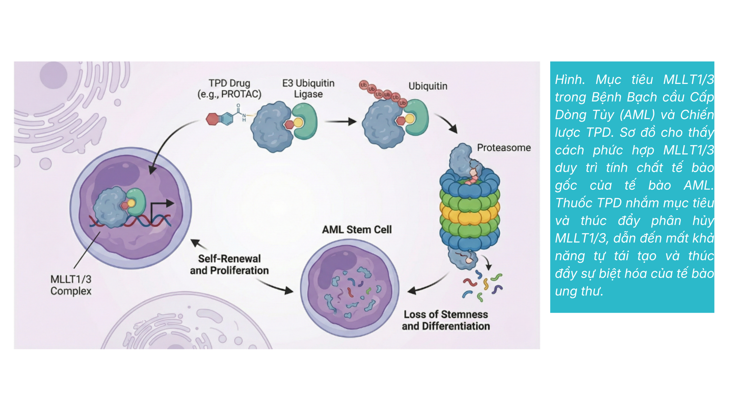 Amgen và Làn Sóng Phân Hủy Protein Mục Tiêu (TPD): Thương Vụ Dark Blue Therapeutics