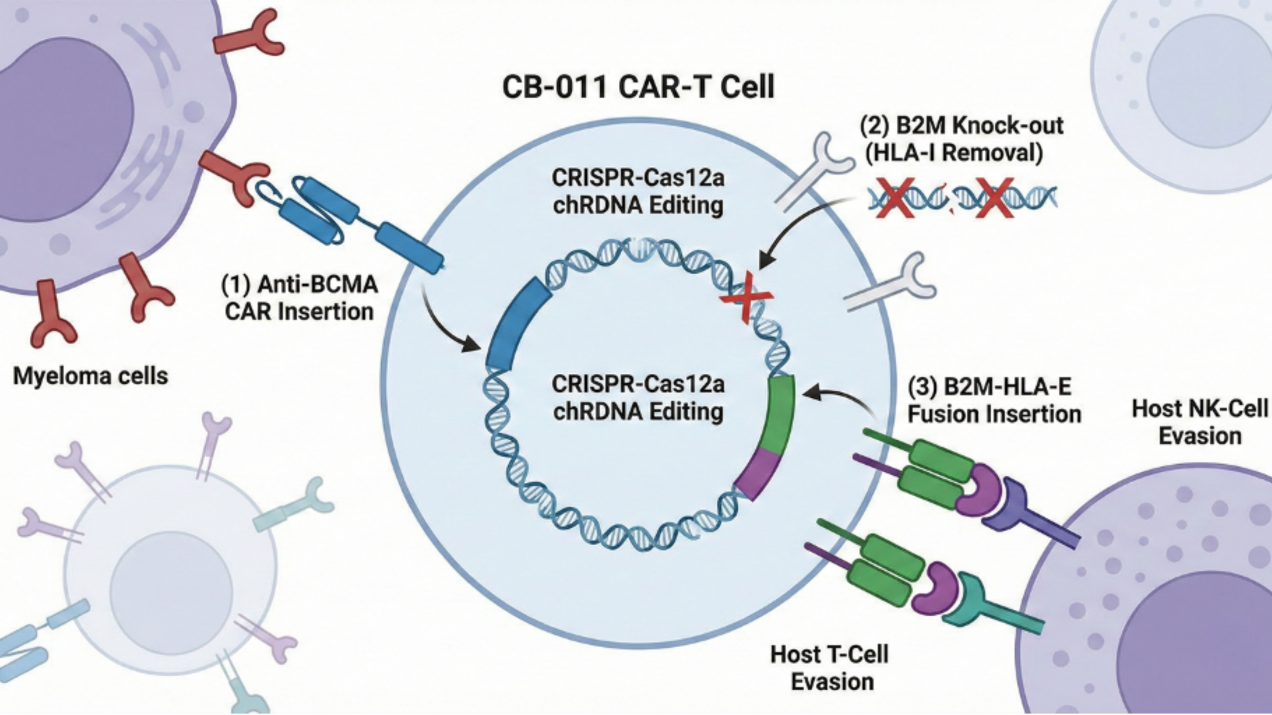 Caribou Biosciences và Chiến Lược “Tàng Hình” (Immune Cloaking) trong CAR-T Đồng Loài